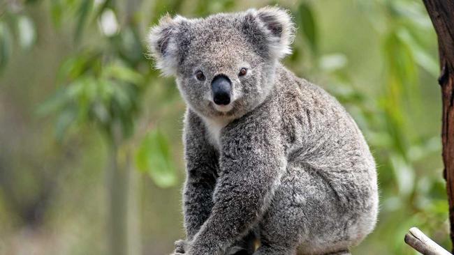 DEBATE CONTINUES: Industries aren't happy with the proposed Great Koala National Park on the Coffs Coast. Picture: Klaus Hollitzer