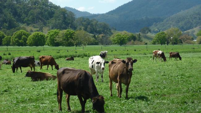 Dairy cows at The Risk, north of Kyogle. File image. Picture: Jamie Brown.