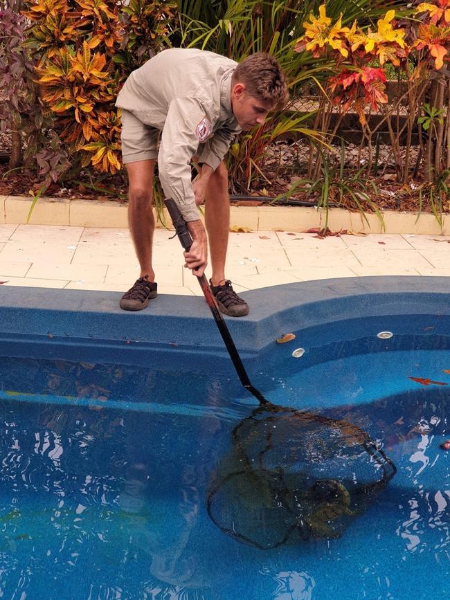 A ranger scooping up the croc. Picture: Calipso Pools