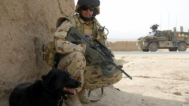  Sarbi, an explosive detection dog for the Australian Army, received RSPCA's most prestigious animal bravery award the Purple...