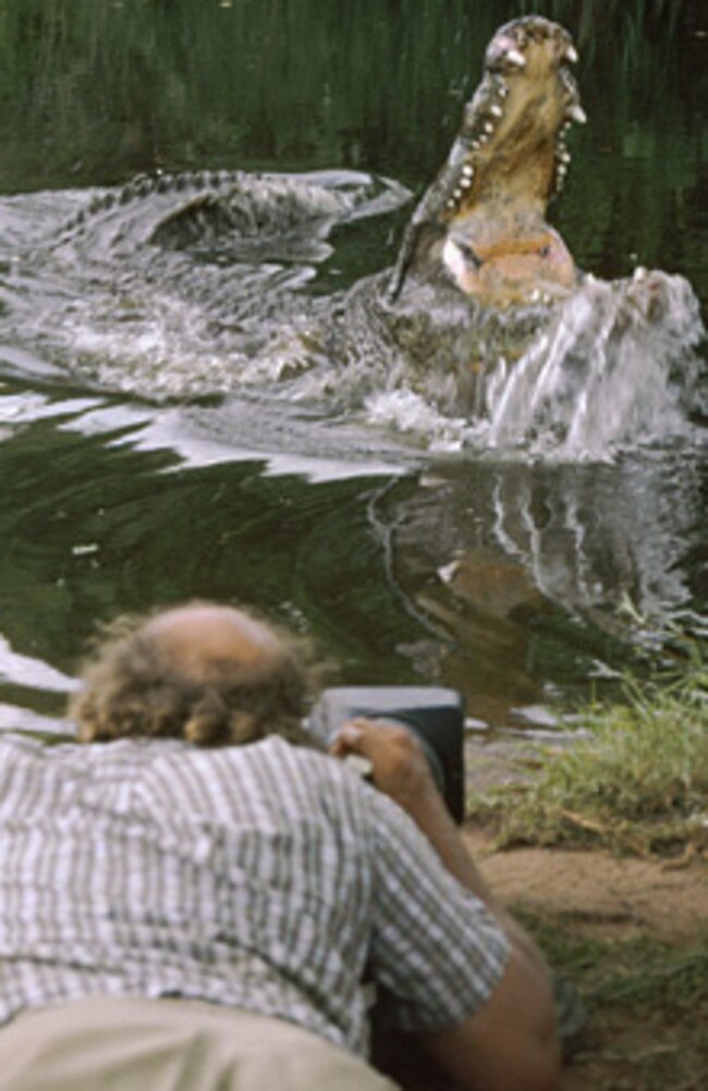 A bold photographer gets a bit too close for comfort while snapping a large saltwater crocodile. Picture: Supplied