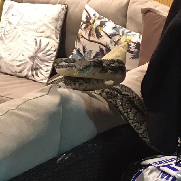 A monster python stalks a Brisbane woman's pet cat. Picture: Kelly White