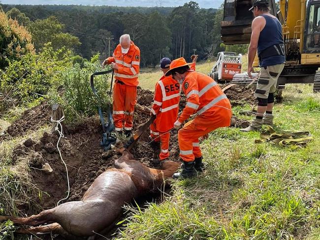 ‘It seemed hopeless’: Incredible four-hour effort to save horse