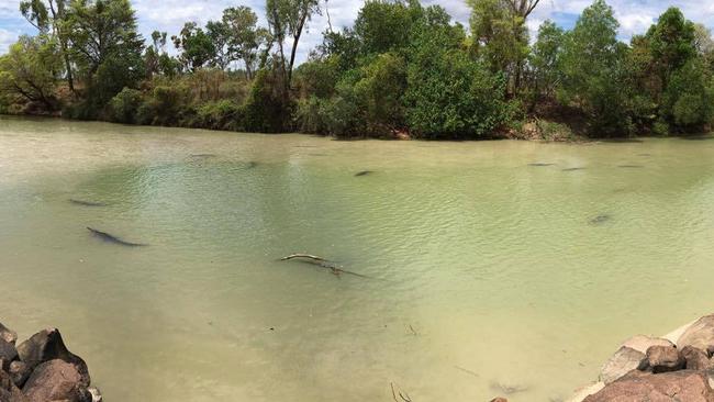 Swarms of saltwater crocodiles gather at Cahills crossing.