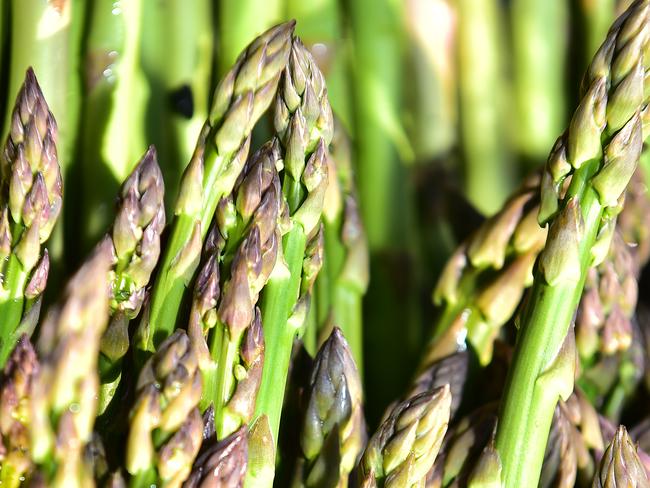 Pictured is the asparagus Bombaci farm in Koo Wee Rup. Picture: Derrick den Hollander