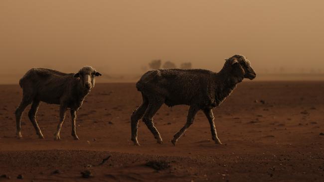 Sheep in a paddock of dirt north of Dubbo, which is currently in the midst of one of the worst droughts on record. Picture: Dylan Robinson