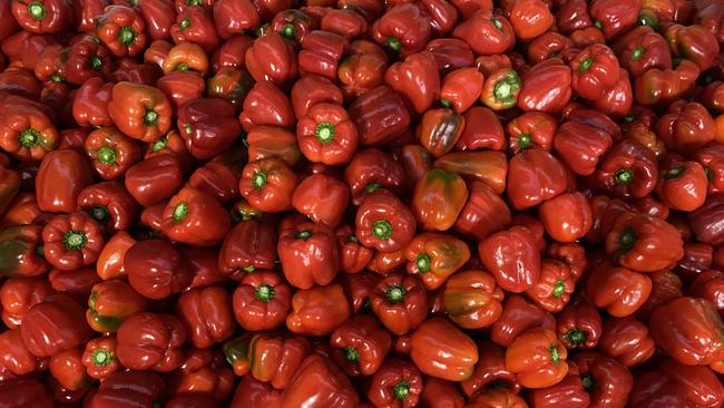 Some of the Zaldeesh Farms red capsicums. Picture: VegetablesWA, Frances Andrijich