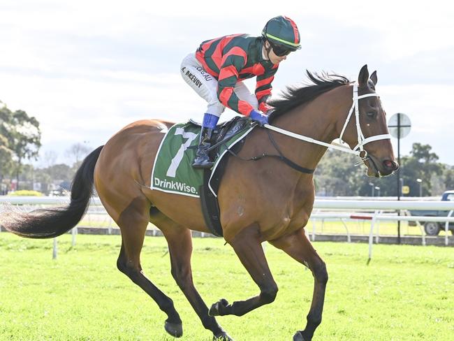 Pink Shalala can kick off his latest preparation on a winning note at Kembla. Picture: Bradley Photos