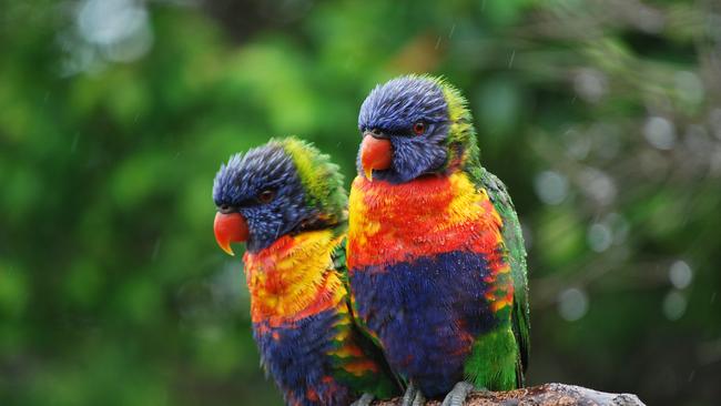 Rainbow lorikeets also do.