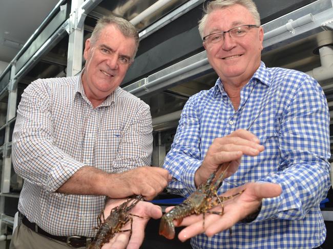 QLD Agriculture Minister Mark Furner and Member for Mundingburra Les Walker with some of the juveniles who'll make up the first commercial batch of Ornatas lobsters in 2024/25.