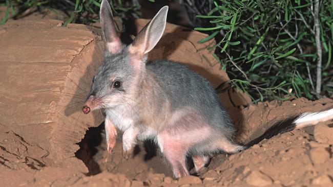 Preserving habitat to safeguard endangered animals, such as this bilby, will be expected of businesses.