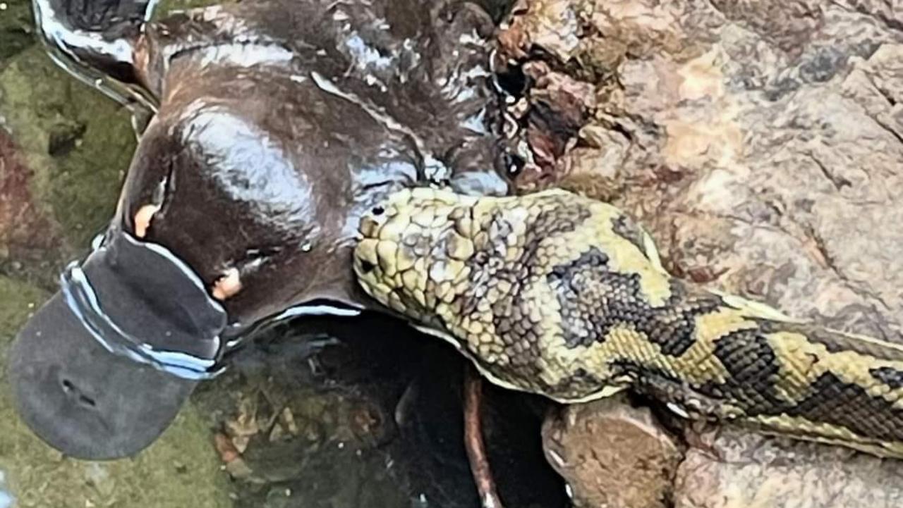 Platypus’ rare encounter with python caught on camera