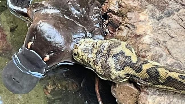 Platypus unfortunate encounter with a Carpet Python in Mary's Creek west of Gympie.