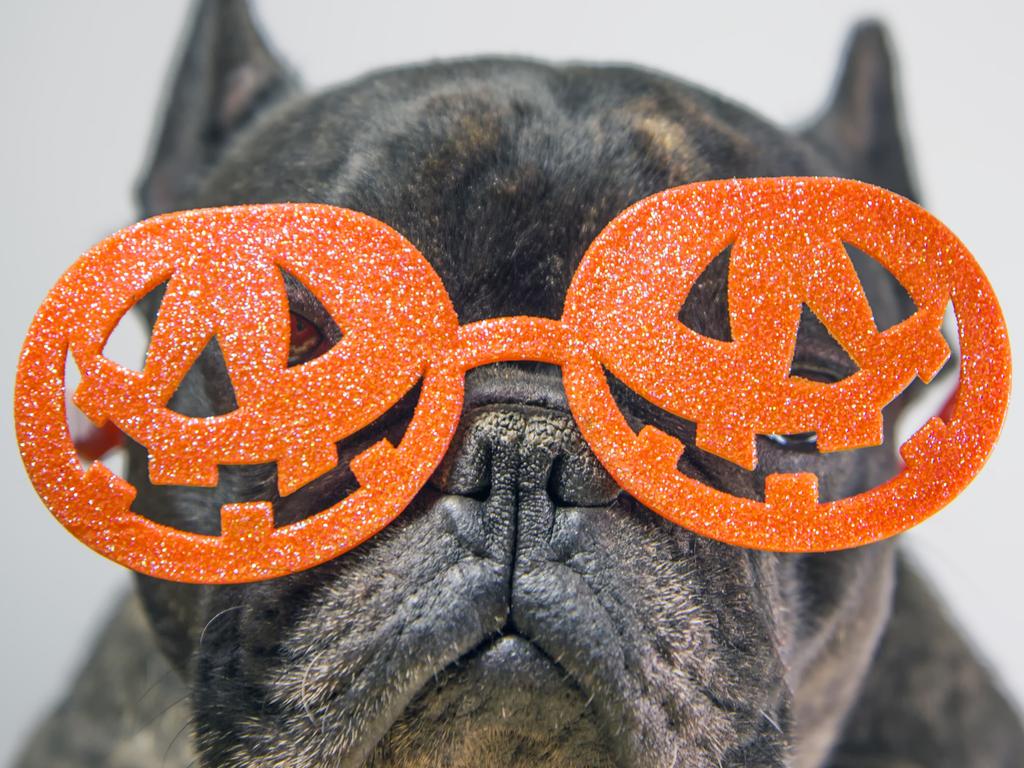 A Staffordshire terrier is dressed with pumpkin glasses on halloween. Picture: Getty Images