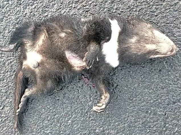 More than 30 Tasmanian devils have been killed on Woolnorth Road in Tasmania's far northwest since the start of January 2021, including 10 in the past five days. Picture: Supplied on March 12, 2021