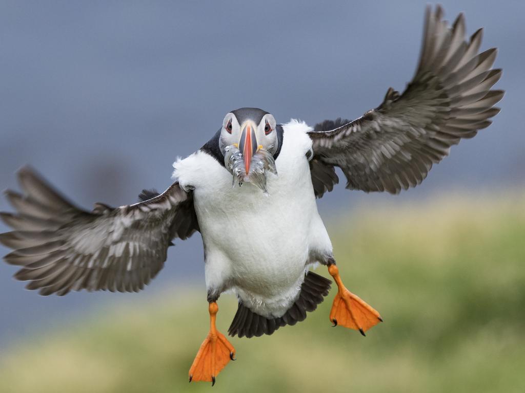 An Atlantic puffin returns from the ocean with a mouthful of sand eels to feed its chicks waiting in the burrows beneath the green grass in eastern Iceland. Picture: Daniel Yee / National Geographic Photo Contest