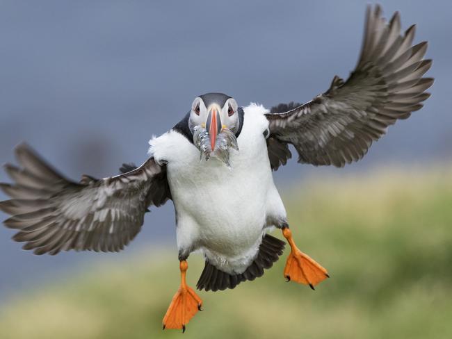 An Atlantic puffin returns from the ocean with a mouthful of sand eels to feed its chicks waiting in the burrows beneath the green grass in eastern Iceland. Picture: Daniel Yee / National Geographic Photo Contest