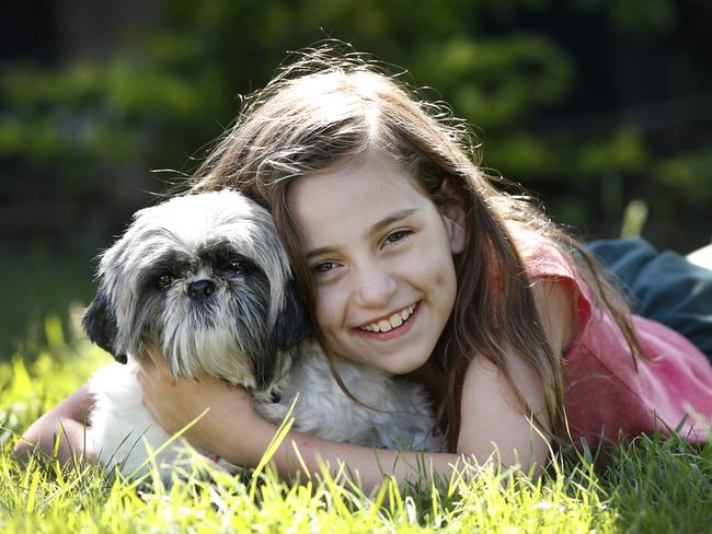 Puppy farm rescue dog Gwynneth the Shih Tzu is well loved by owner Ava. The NSW Government has been under attack for proposed legislation on the matter.  Picture: David Caird