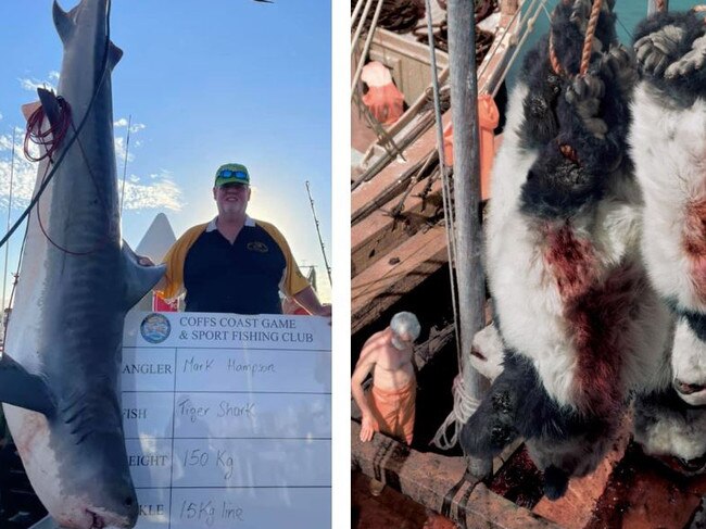 A 150kg tiger shark reeled in and on display during a fishing competition in Coffs Harbour on the weekend and a Sea Shepherd campaign poster showing pandas strung up in a similar fashion.