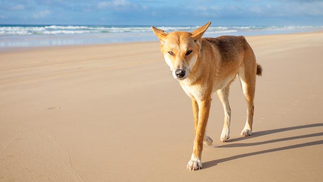 A dingo walking along 75 mile beach on Fraser Island on a sunny day