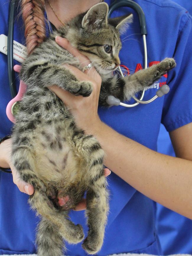 Kitten Duct Tape’s legs were crushed in an electric reclining chair but instead of seeking help the owner let him live in pain for more than a fortnight. He had to be euthanised shortly after this photo was taken. Picture: RSPCA.