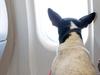 Moving to America with a dog: What Aussies must know
