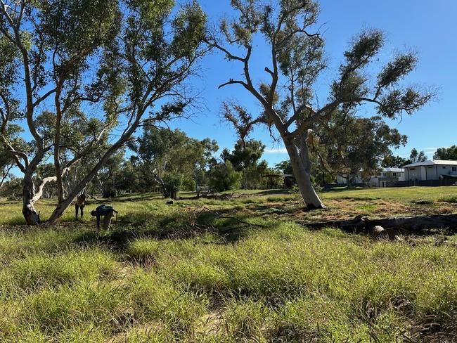 The Landcare groups clearing buffel around the Todd River red gums.