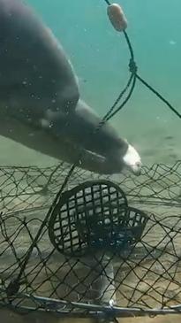 Dolphins caught stealing bait from fishermen