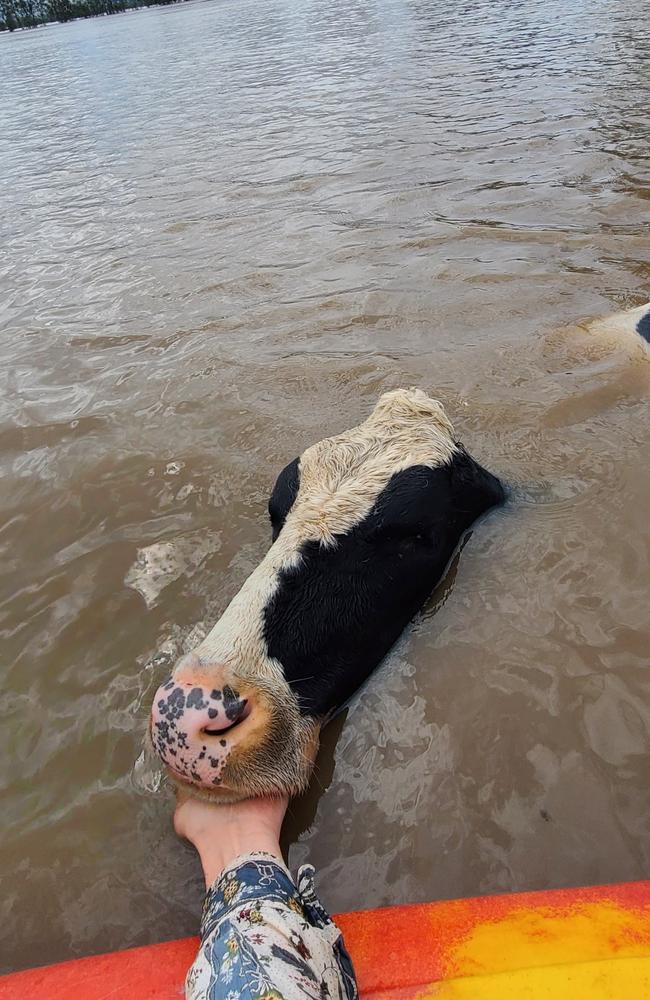 A kayaker attempts to rescue a cow on the mid-north coast.