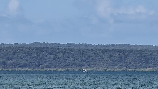 Having a whale of a time... in Moreton Bay. Coochie Ferry deckhand Tim Flomersfeld snapped off a round of photos