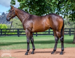 Fastnet Rock colt. Picture: Magic Millions