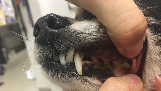 A vet assessment of the dogs found they had periodontal disease. Picture: RSPCA NSW