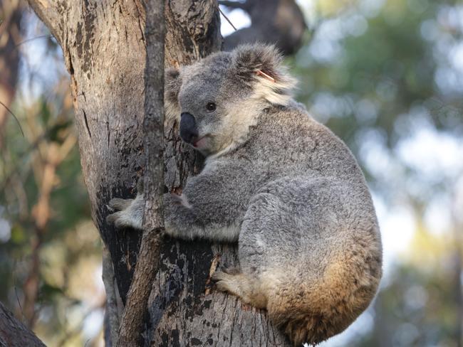 Winnie the Koala, who was hit by a car recently and lost her Joey. After an extensive recovery, Winnie was released back into the wild at Wedderburn.