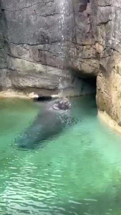 Singing in the Rain: Walrus Whistles Sweet Tune Under Zoo Water Feature
