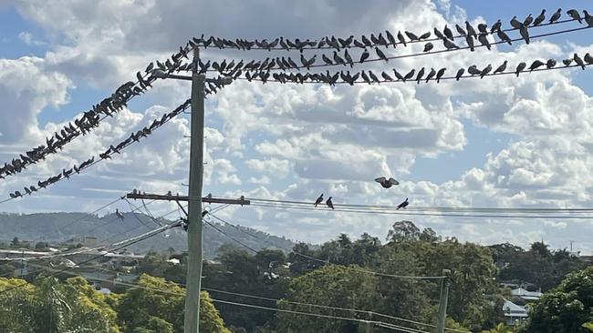 Hundreds of 'feral pigeons' on the overhead wires near Lady Mary Terrace in Gympie. Their growing numbers are a growing concern for residents and the council.