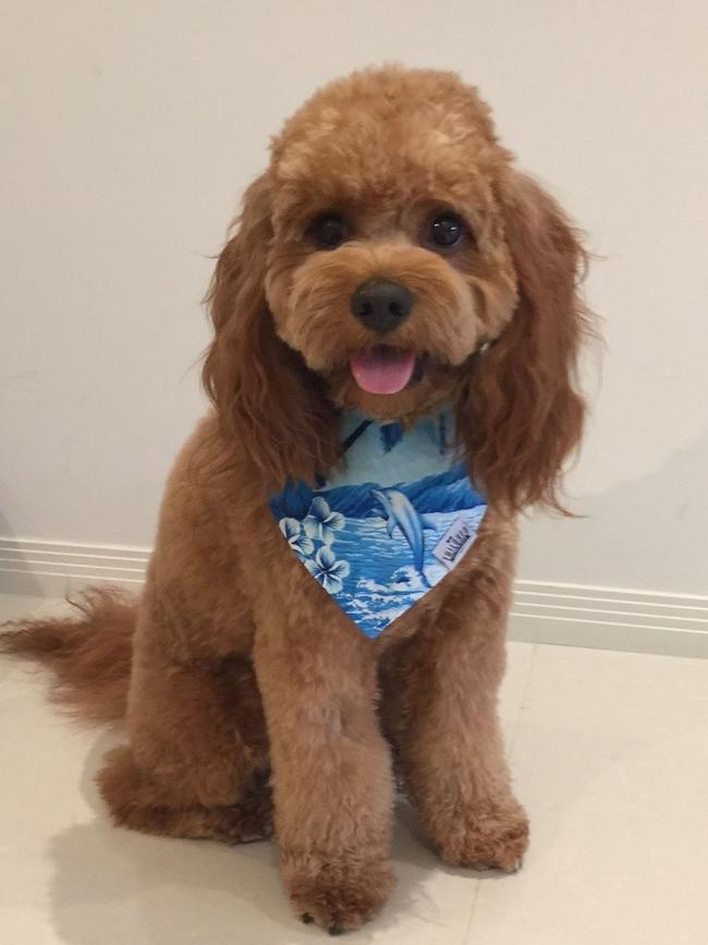 Buddy the Wonderdog: Buddy the Wonderdog is a one-year-old cavoodle who loves sock collecting and posing in bandannas on his Insta account @buddywonderdog