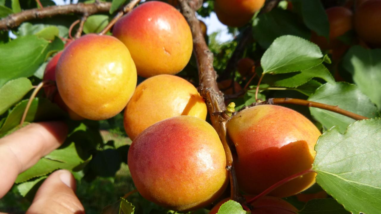 best apricot variety