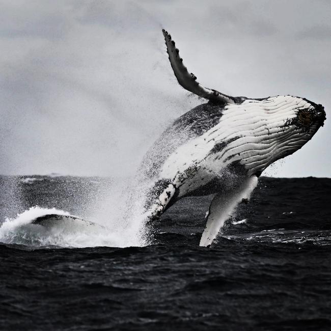 A Humpback whale spotted off South Bruny Island. Photographer: SCOTT GELSTON.