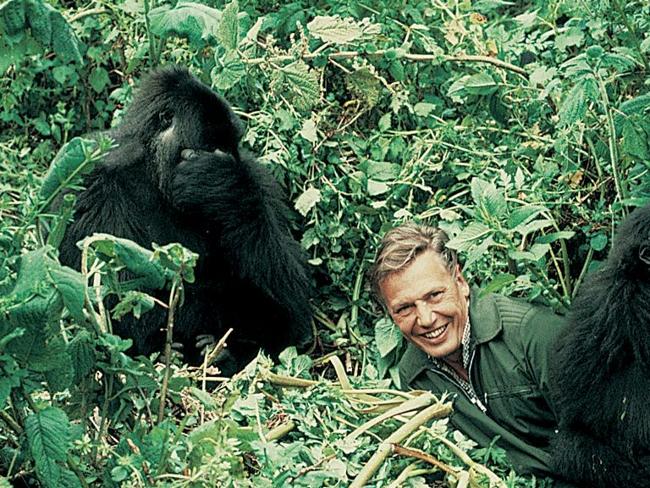 Man of the wild: David Attenborough | Daily Telegraph