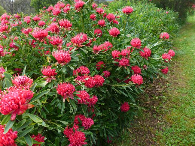 Waratah "Essie's Gift". Source: Plants Management Australia