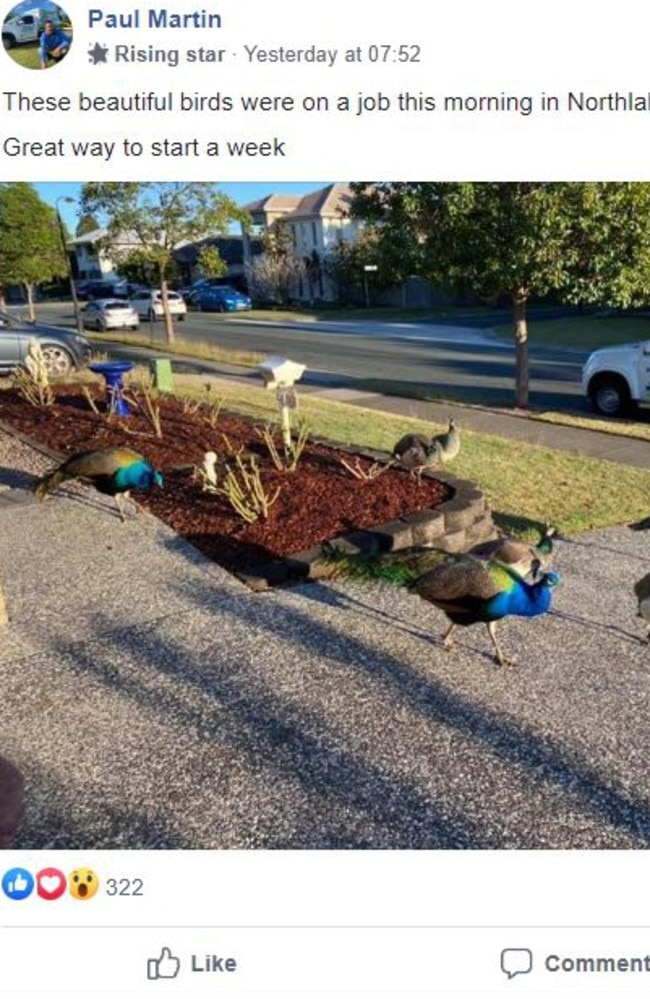 Paul Martin’s post on a North Lakes community Facebook page showing the peacocks wandering through Possum Pde.