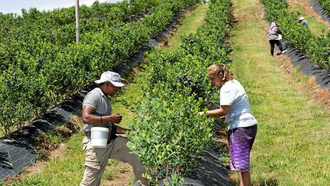 Picking fruit the old fashioned way will one day be under threat from technological advancements. Photo: Trevor Veale. Picture: Trevor Veale/Coffs Coast Advocat