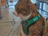 Woman's unusual discovery in ALDI divides shoppers