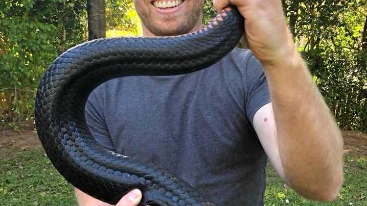 Sunshine Coast Snake - Sunshine Coast Snake Catchers 24/7