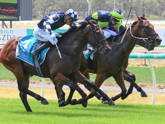 Ornos ridden by Blake Shinn wins the Clermont Veterinary Surgery 2YO Maiden Plate at Bendigo Racecourse on February 09, 2025 in Bendigo, Australia. (Photo by Brett Holburt/Racing Photos)