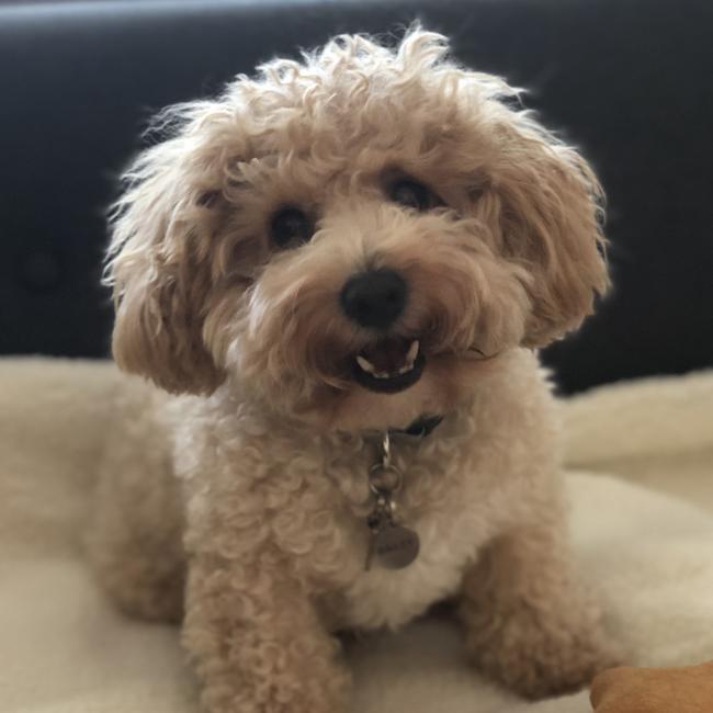 Bailey of North Ryde after a day at the park. Picture: Sarah Narey
