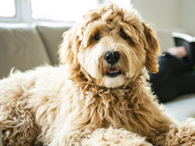 A new study has found labradoodles are mostly just poodle. Picture: iStock