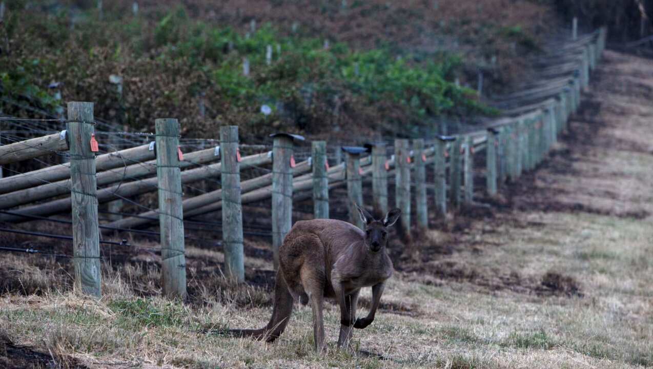 Govt announces $80m for bushfire-ravaged forestry industry