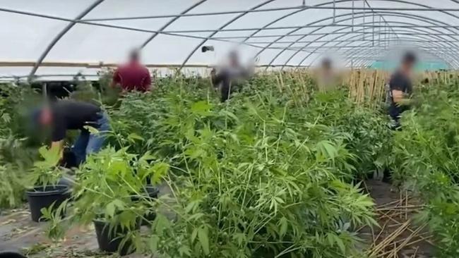 Vietnamese nationals were arrested in all three raids of Wide Bay grow farms, with investigators identifying international crime syndicates behind the operations.