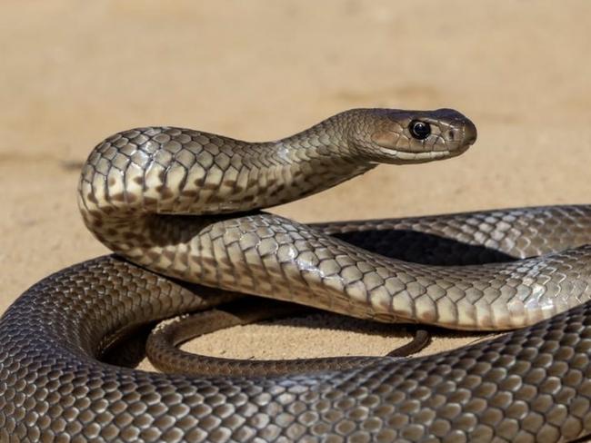 The snake was “likely” a brown snake. Picture: Ken Griffiths/supplied